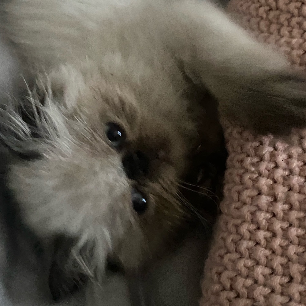 Meet your Posher, Joy